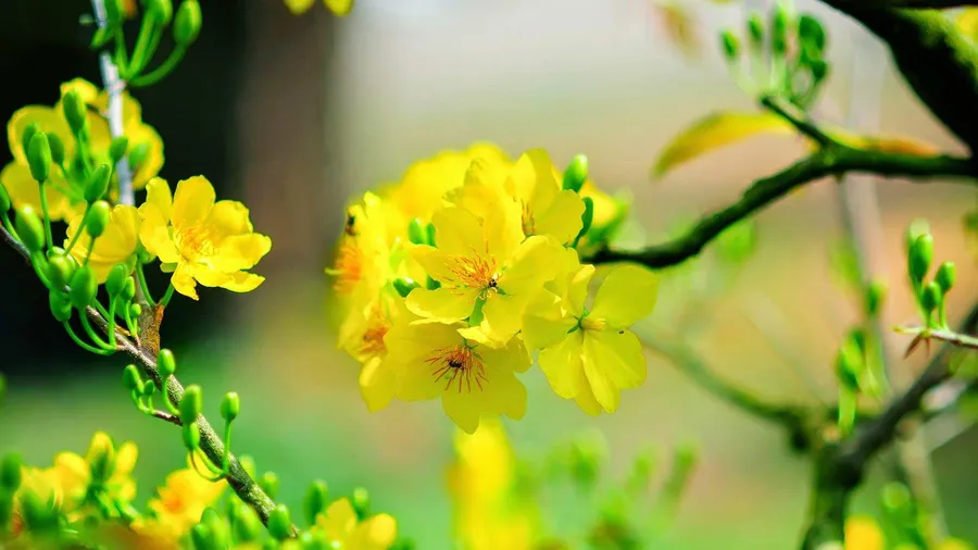 Những lời chúc Giao thừa cho người yêu