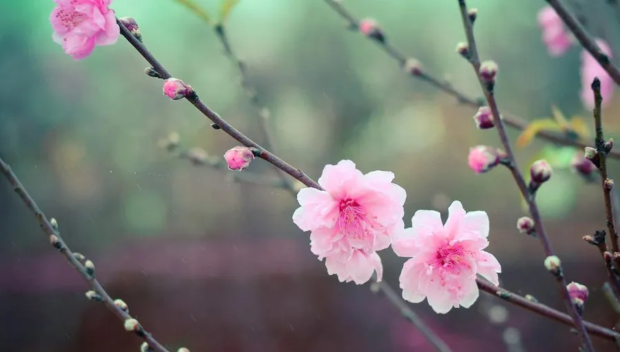 Những lời chúc Giao thừa người yêu