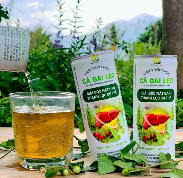 Trà Thảo Mộc Cà Gai Leo – Giúp Gan Khoẻ Da Đẹp Mỗi Ngày (Thùng 24 lon x 240ml)