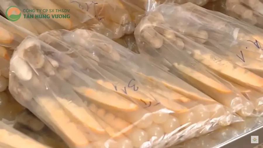 Giống Đông Trùng Hạ Thảo – Cordyceps Militaris – 20 ống tuýp