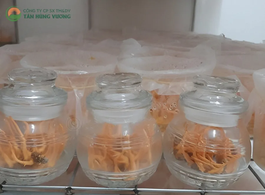 Đông Trùng Hạ Thảo Viện Thảo Dược – Nhộng Tươi 10 con