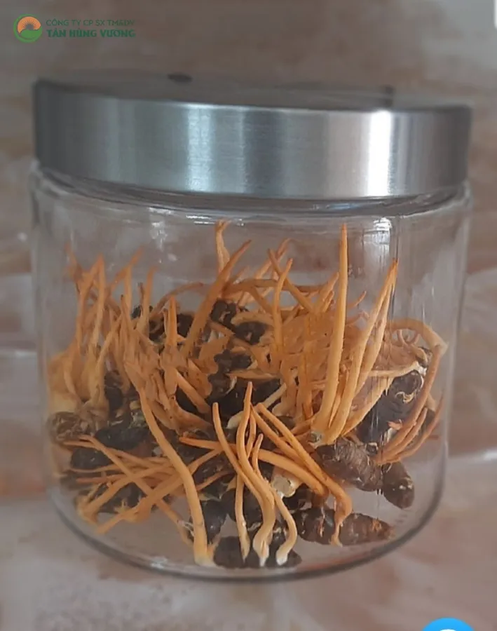 Đông Trùng Hạ Thảo Viện Thảo Dược – Nhộng Tươi 50gr