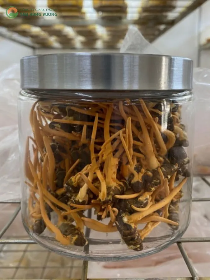 Đông Trùng Hạ Thảo Viện Thảo Dược – Nhộng Tươi 100gr